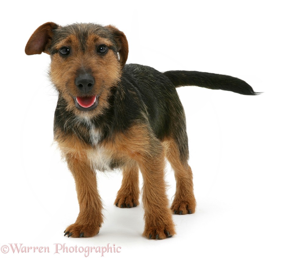 Black-and-tan Jack Russell Terrier dog pup Gizmo, white background