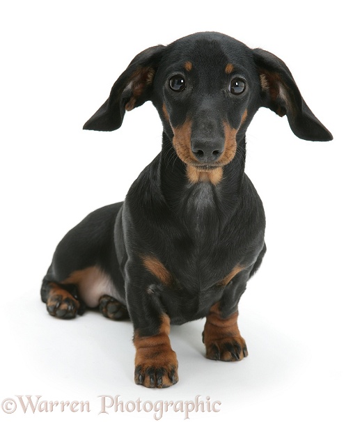 Miniature Dachshund pup sitting, white background