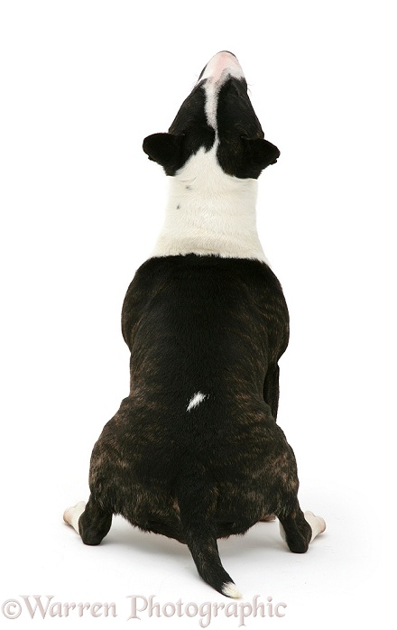 Black-and-white Miniature Bull Terrier, Lily, sitting, back view, looking up, white background