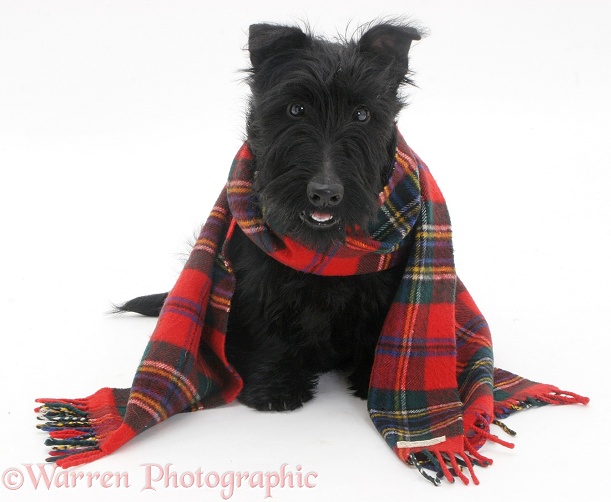 Scottish Terrier, Angus, 4 months old, with a tartan scarf on, white background
