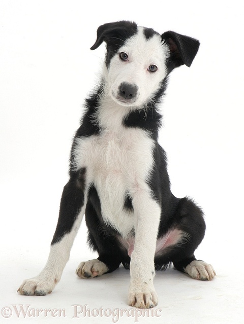 White-faced black-and-white Border Collie pup, white background