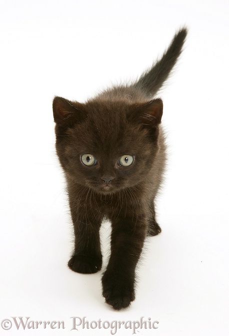British Shorthair black kitten Panther, 7 weeks old, white background