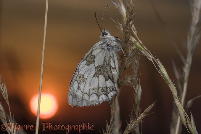 Marbled White Butterfly (Melanargia galathea) roosting at sunset