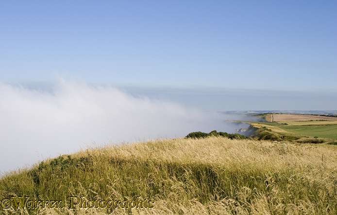 Sea mist welling up beneath 150m chalk cliffs and being blown back out to sea by light off-shore breeze.  Dorset, England