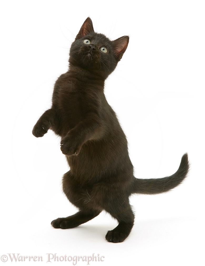 Black kitten, Charkle, 10 weeks old, standing up, white background
