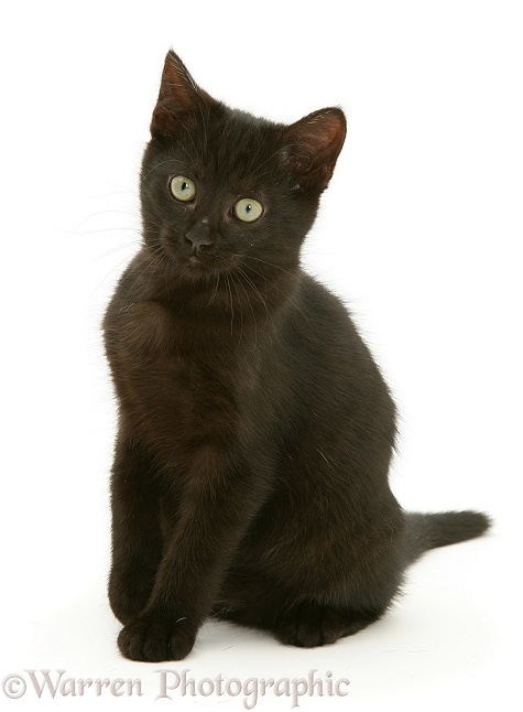 Black kitten, Charkle, 10 weeks old, white background