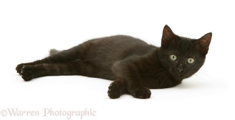 Black kitten Charkle, 10 weeks old, white background