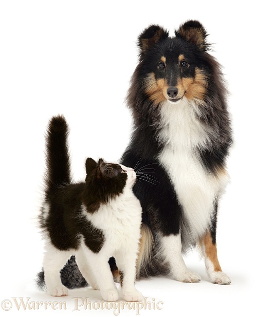 Black-and-white kitten and tricolour Shetland Sheepdog, white background