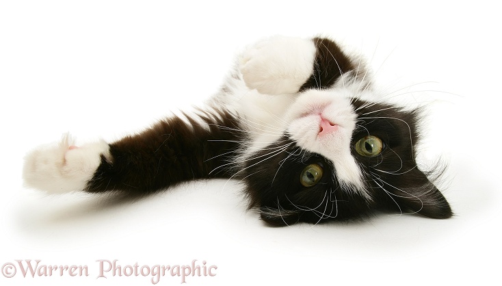 Black-and-white cat Flora, rolling in a playful manner, white background