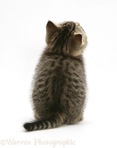Tabby kitten, back view, white background