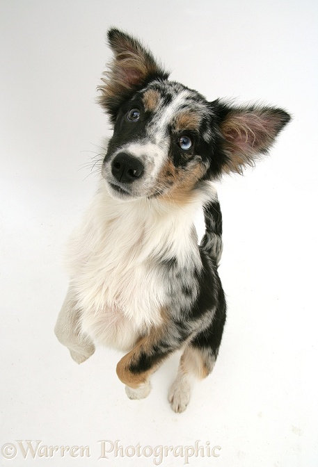 Merle Collie-cross pup, Kirsty, standing and looking up, white background