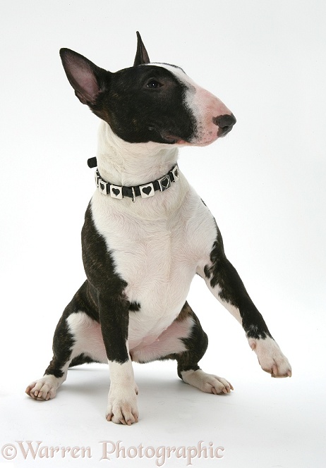 Miniature Bull Terrier Lily, white background