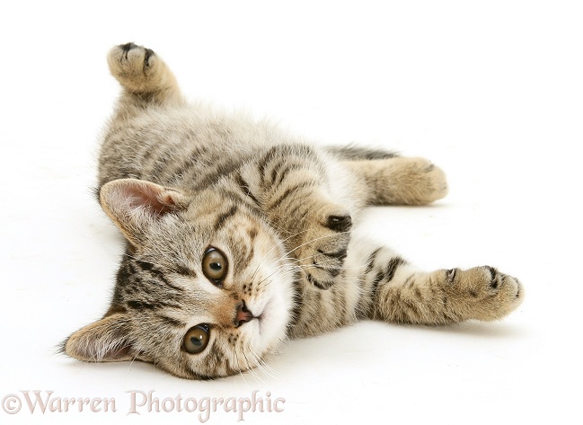 Tabby kitten rolling, white background
