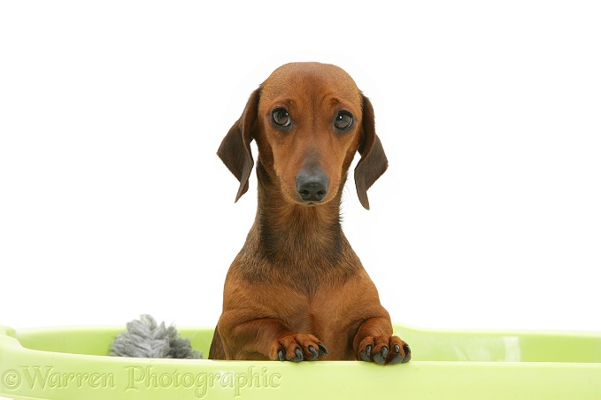 Red miniature Dachshund bitch, paws over, white background