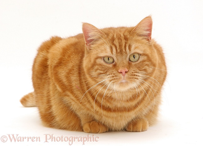 British shorthair red tabby cat, Glenda, crouching, white background