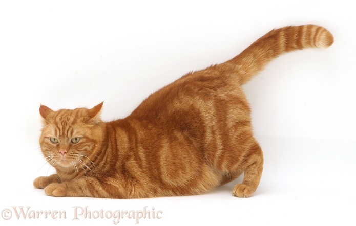 British shorthair red tabby cat, Glenda, crouching with tail up, white background