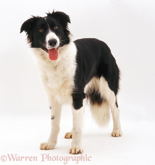 Black-and-white Border Collie bitch Phoebe, white background