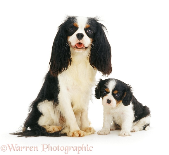 Cavalier King Charles Spaniel with pup, white background