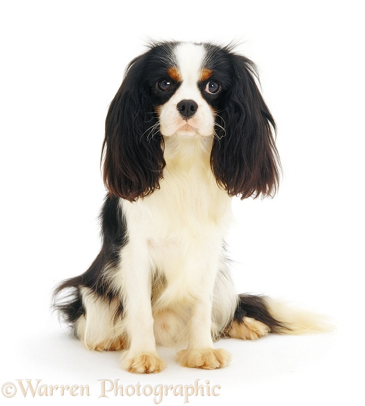 Cavalier King Charles Spaniel, white background