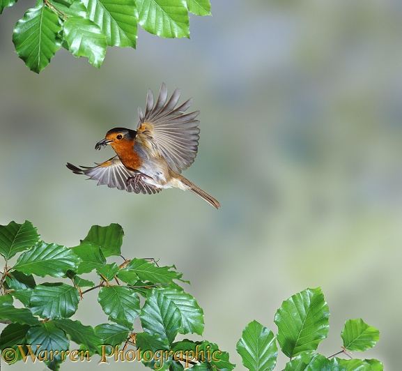 European Robin (Erithacus rubecula) bringing food to the nest