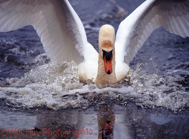 Mute Swan (Cygnus olor) cob landing on water