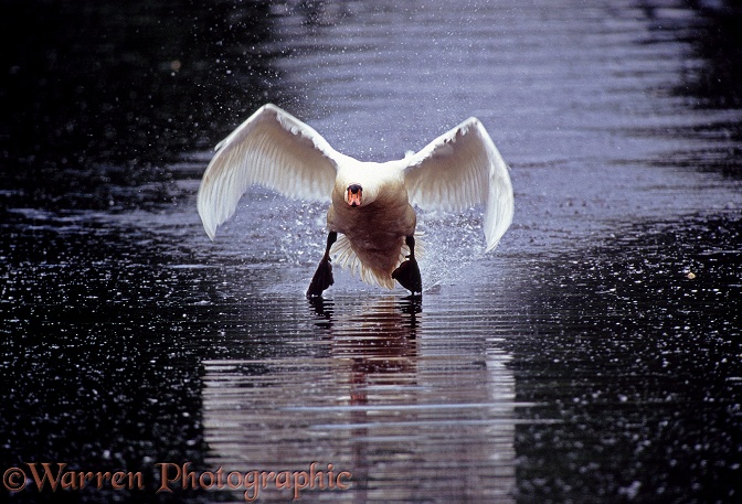 Mute Swan (Cygnus olor) cob taking off from water
