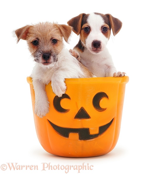 Jack-in-a-bucket - Jack Russell Terrier pups in a Halloween pumpkin bucket, white background