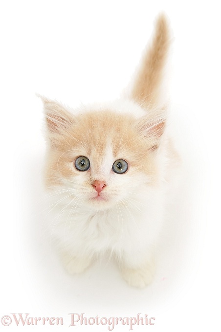 Ginger-and-white kitten looking up, white background