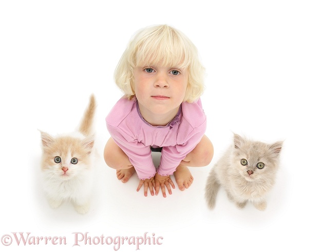Siena with two kittens looking up, white background