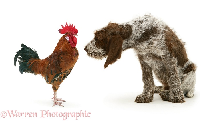 Rooster and Spinone pup, Wilson, 12 weeks old, facing each other, white background