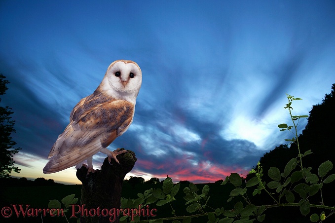 Barn Owl (Tyto alba) on a late summer's evening