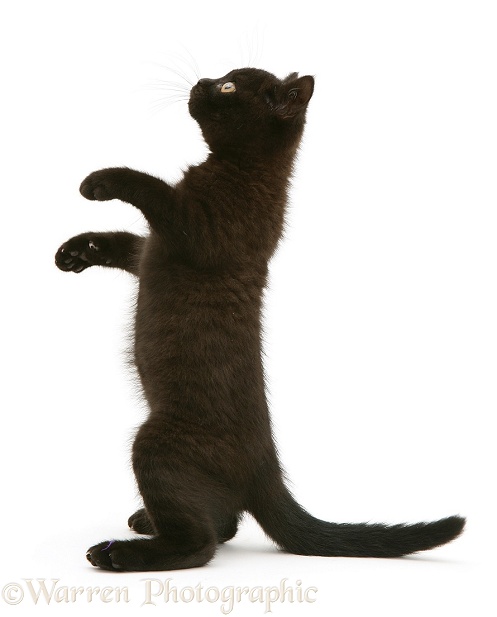 Black kitten, Panther, 7 weeks old, reaching up, white background