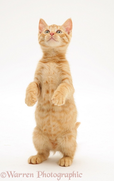 Ginger kitten Sparkle standing, white background