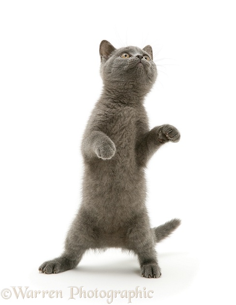 British Shorthair Blue kitten Taz standing up, white background