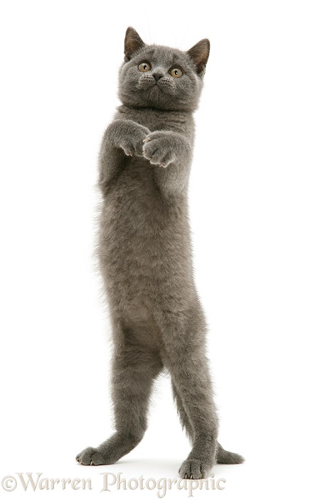 British Shorthair Blue kitten Taz standing up, white background