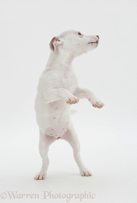 White Jack Russell Terrier pup Angel on hind legs, white background