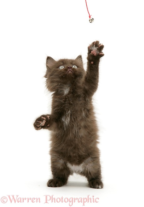 Chocolate kitten Cocoa standing on hind legs and reaching up, white background