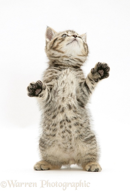 Tabby kitten Tiger Tim reaching up, white background