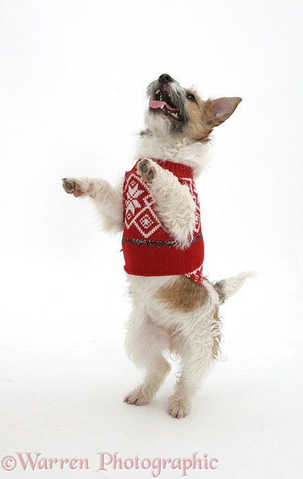 Jack Russell Buttercup with a jersey on, standing up, white background