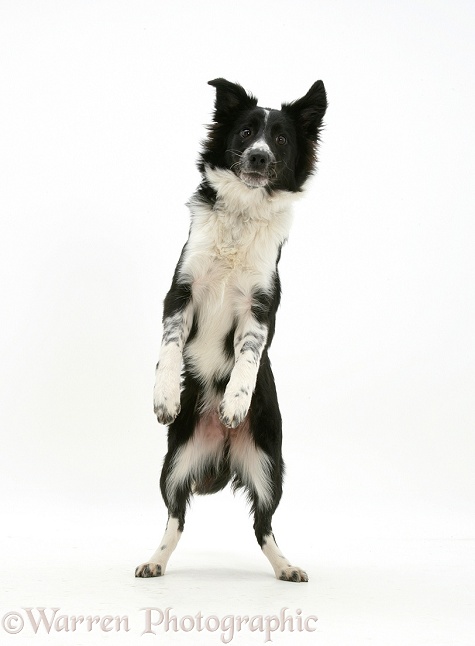 Black-and-white Border Collie Codie standing on hind legs, white background
