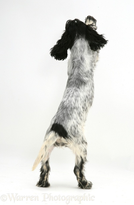 Black-and-white Cocker Spaniel pup Bubbles standing up, white background