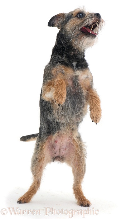 Blue Border Terrier bitch Fidget standing on hind legs, white background