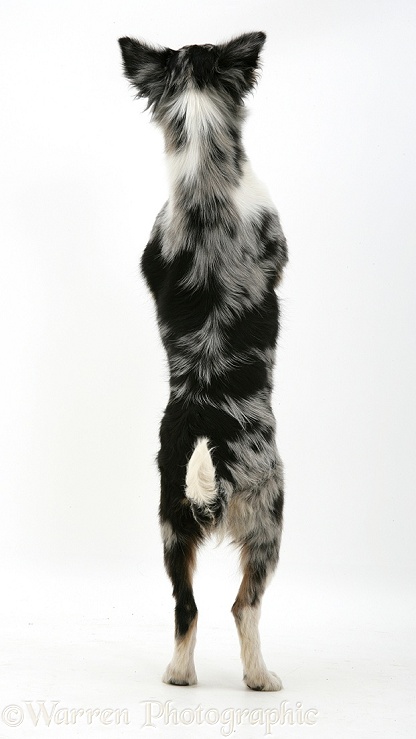 Collie-cross Kirsty on hind legs, white background