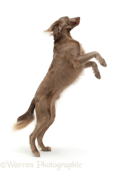 Long-coated Weimaraner dog Max on hind legs, white background