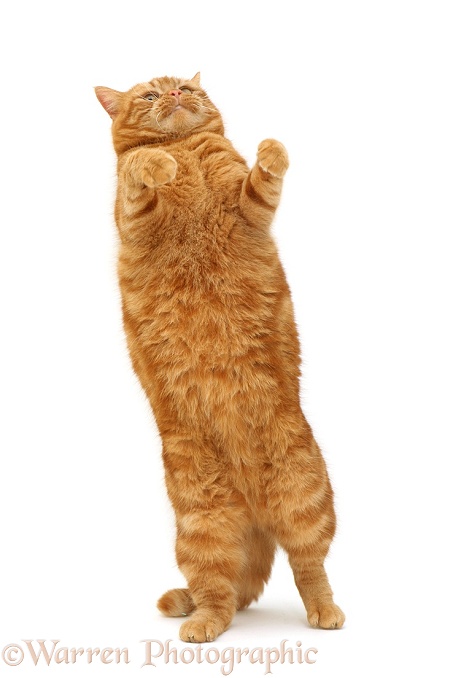 British shorthair red tabby cat, Glenda, 'dancing', white background