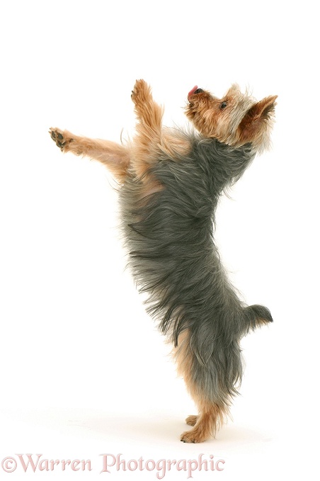 Yorkshire Terrier, Tira, standing on hind legs, white background