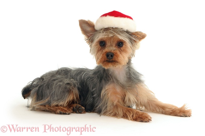Yorkshire Terrier pup, Tira, in a Father Christmas hat, white background