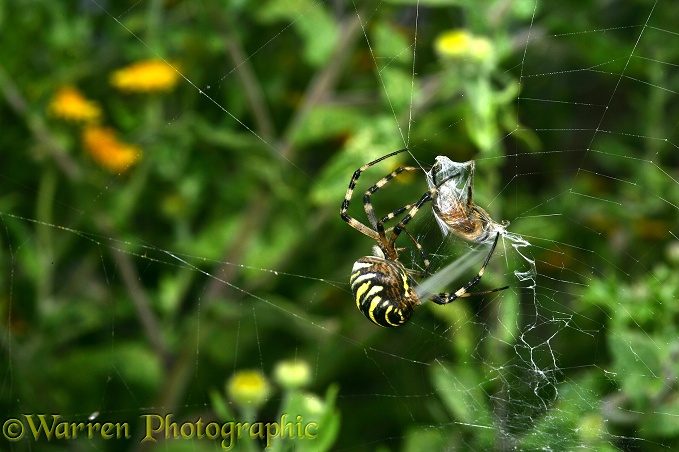 Orb-web Spider (Argiope bruennichi) female binding hoverfly prey