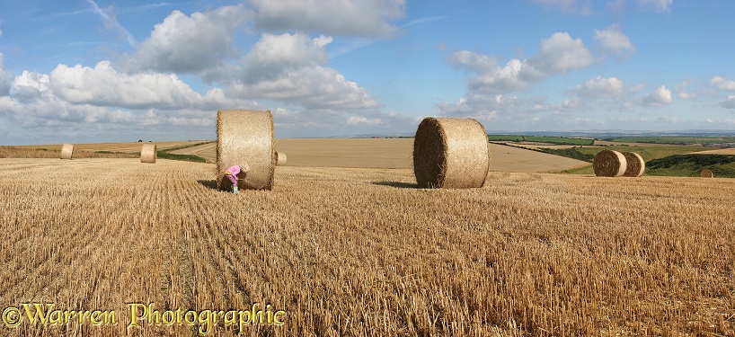 Siena with roly-poly bales.  Whitenothe, Dorset