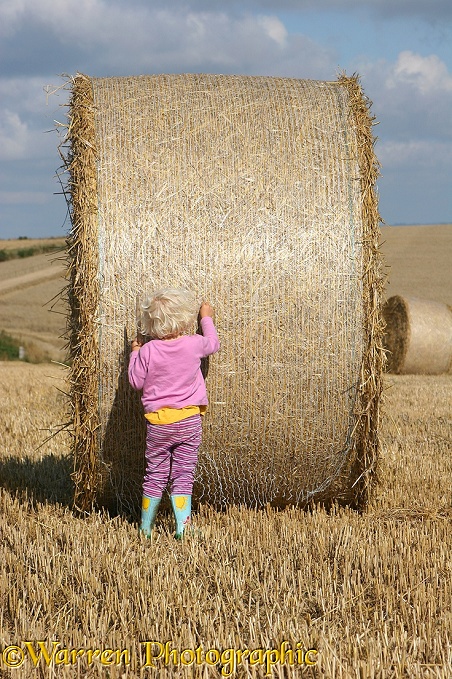 Siena with roly-poly bale.  Whitenothe, Dorset